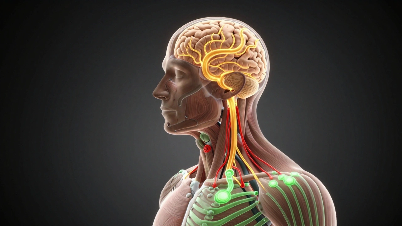 Conceptual image of calm energy and tension release in the head and neck, with glowing blood flow and pressure points.